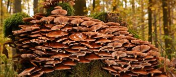 mushrooms-9915919_1280