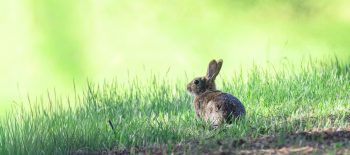 pen_ash-rabbit-9926492 (1)