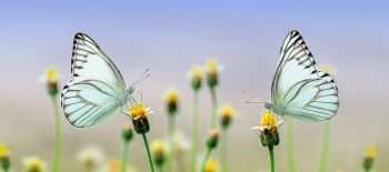 Schmetterlinge (Pixabay)