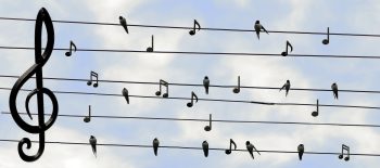 Musik – Noten & Vögel (Pixabay)