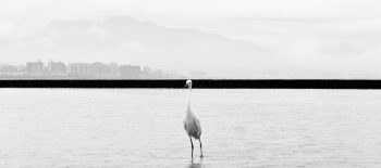 02 Hiroshima_-_Phoenix_rising_from_the_ashes